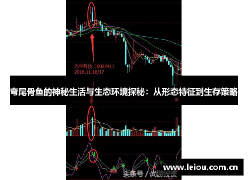 弯尾骨鱼的神秘生活与生态环境探秘：从形态特征到生存策略